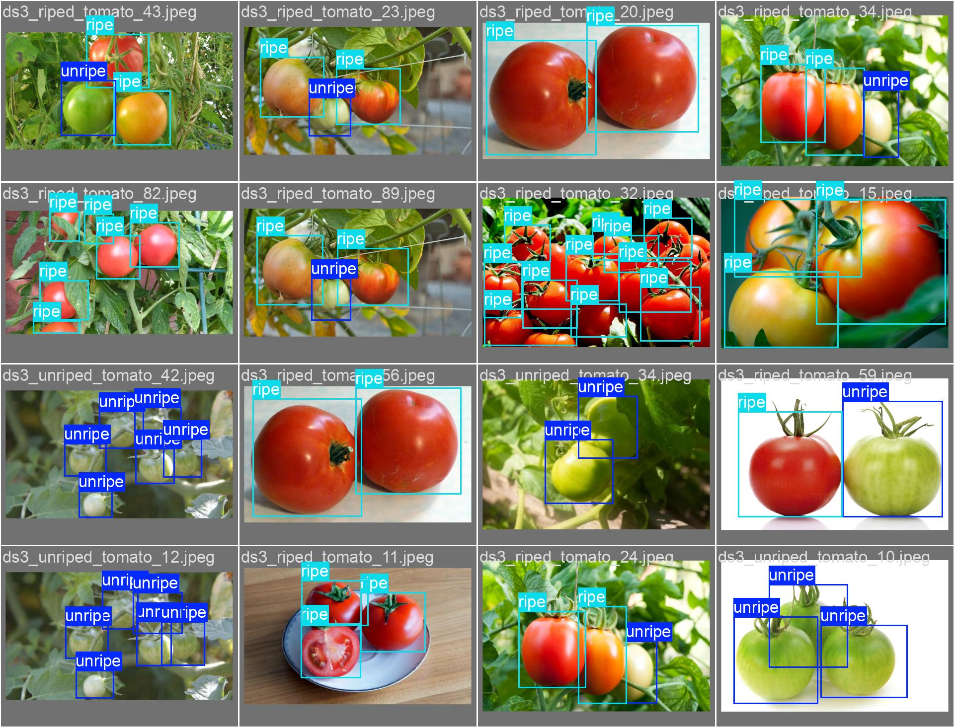 A collage of images of tomatoes AI-generated content may be incorrect.